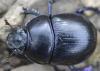 Anoplotrupes stercorosus